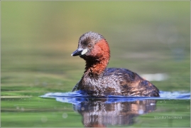 <p>POTÁPKA MALÁ (Tachybaptus ruficollis) /Little grebe – Zwergtaucher/</p>